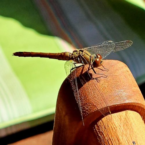 Szelidi tó  szitakötővel 2